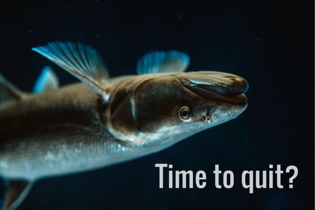 Fish with text 'Time to quit?'